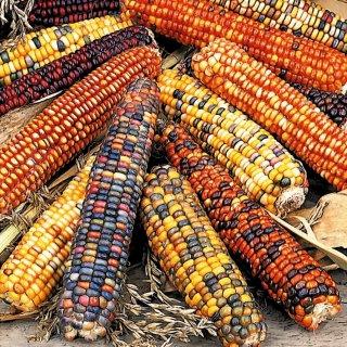 Corn, Maize- Multicoloured Aztec