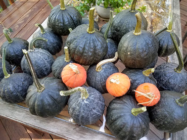 Tetsukabuto – Hubbard Squash Seed