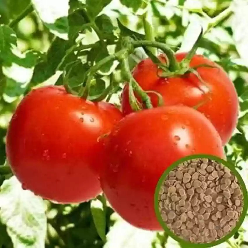 Tomato Seed