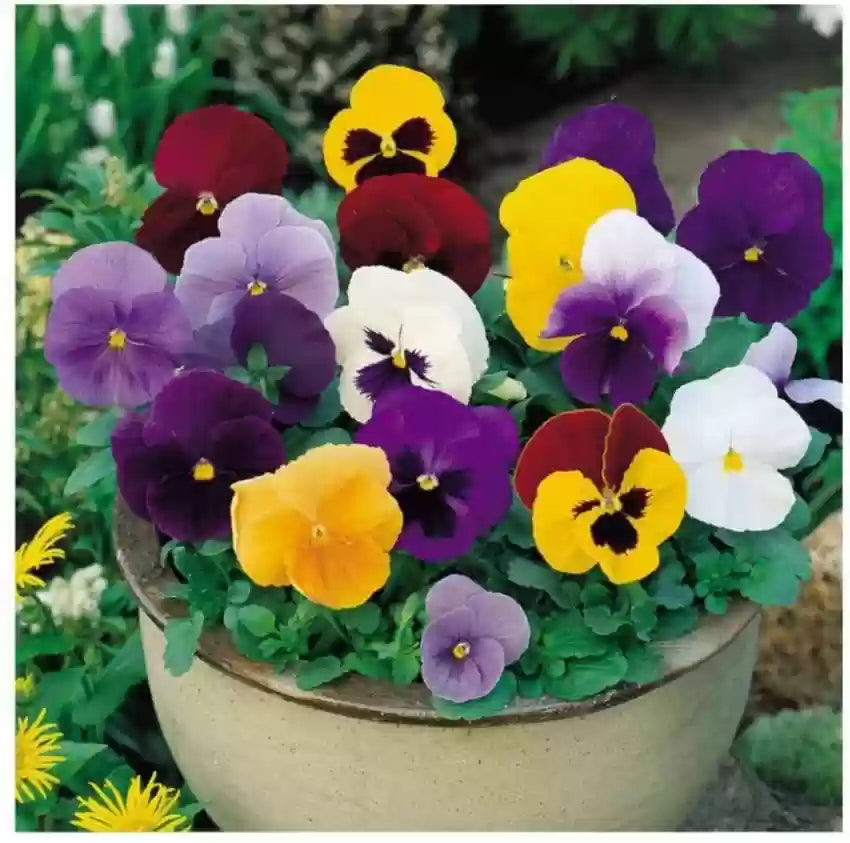 Pansy Blotch Mixed Color Seeds