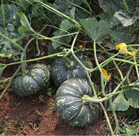 Pumpkin Vegetable Seeds