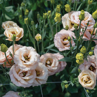 LisAdora Apricot III Lisianthus Seed