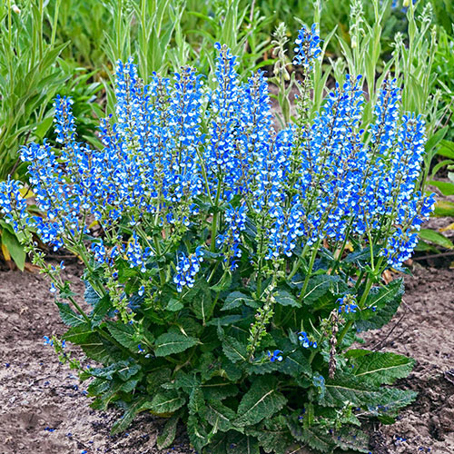 Azure Snow Salvia