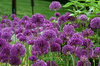 Purple Sensation Bulb