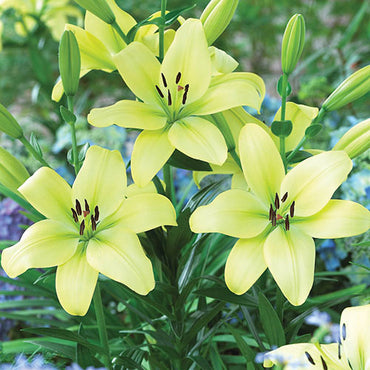 Asiatic Lily Trebbiano Longiflorum Soft Yellow Bulb