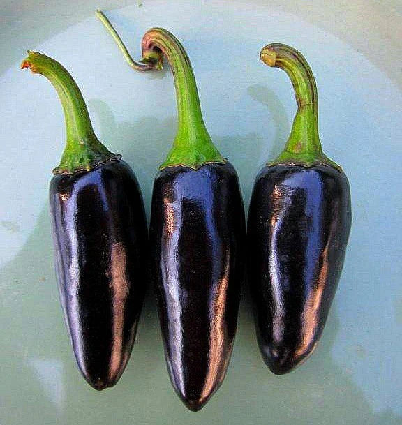 Chilli- Hungarian Black