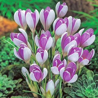 Vanguard Giant Crocus Seeds