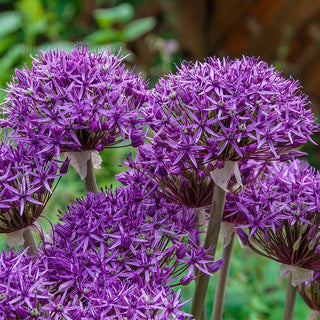 Violet Beauty Allium Seeds