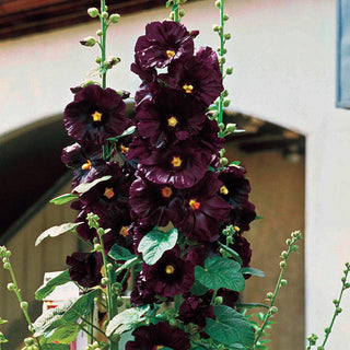 The Black Hollyhock