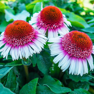 Strawberry & Cream Coneflower