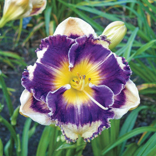 Answering Angels Reblooming Daylily