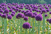 Beau Regard Allium Seeds