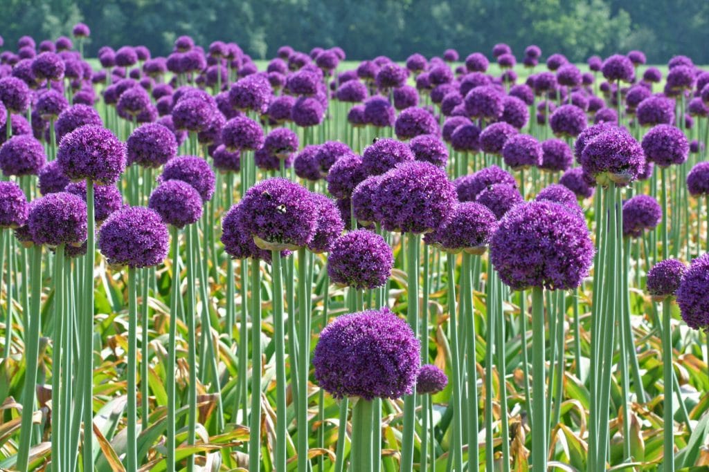 Ambassador Allium Seeds