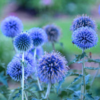 Blue Glow Globe Thistle