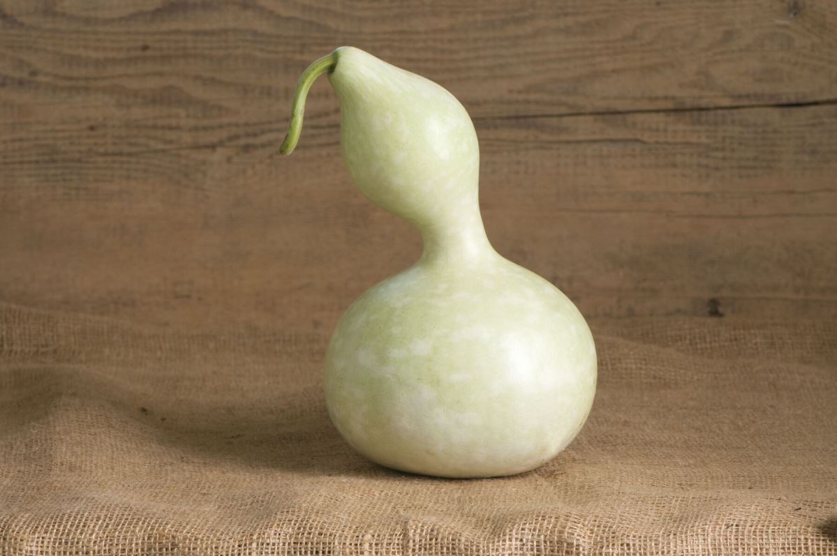 Bottle or Birdhouse – Gourd Seed