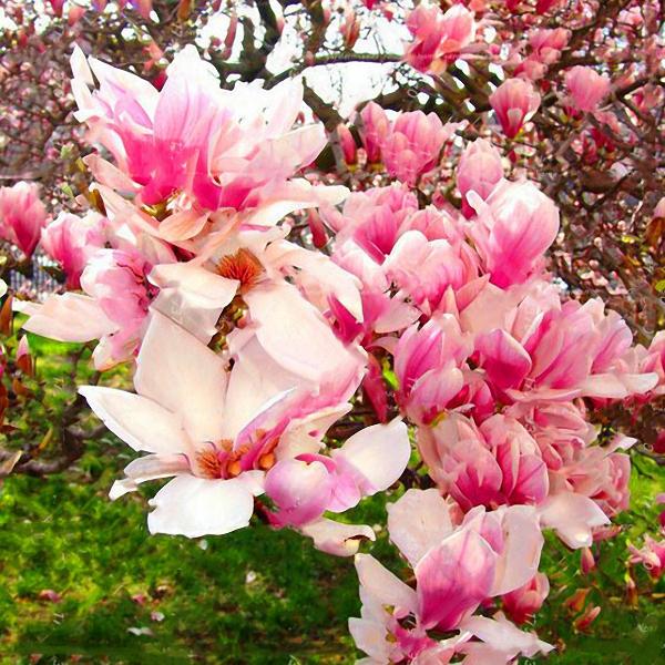 Magnolia Seeds Garden Light Fragrant Tree Seeds Ornamental Plant