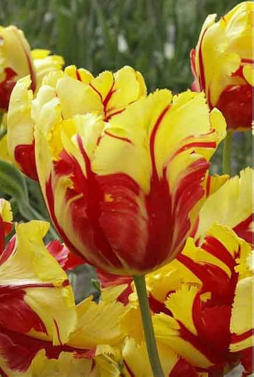 Tulip Flame Yellow Red Bulbs