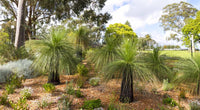 Australian Grass Tree