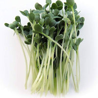 Radish White Round - Organic Microgreen Seeds