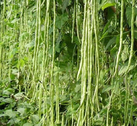 Lobia Beans Vegetable Seeds