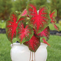 Caladium Red Wine Green Bulbs