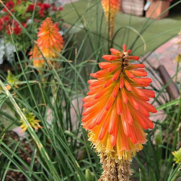 Kniphofia Torch Lily Mix Color Bulb