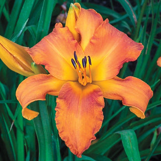 Primal Scream Daylily