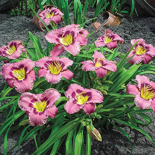 Always Afternoon Reblooming Daylily