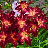 Ruby Spider Daylily