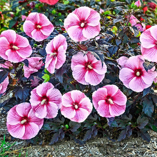 Starry Starry Night Hibiscus