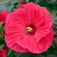 Summer in Paradise Hibiscus