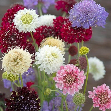 Pincushion Formula Mix – Scabiosa Seed