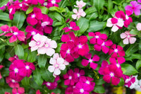 Vinca- Tall Rosea Mix