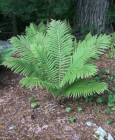 Tennessee Ostrich Fern