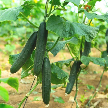 Cucumber Gherkin Vegetable Seeds