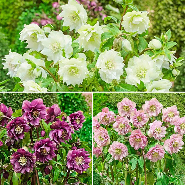 WOW! King-Size Hellebore Collection