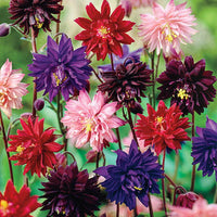 Barlow Columbine Mixture