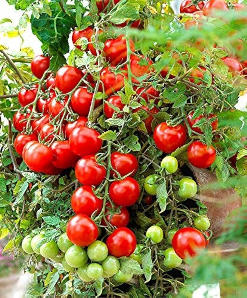 Tomato Hybrid Sachriya Vegetable Seeds