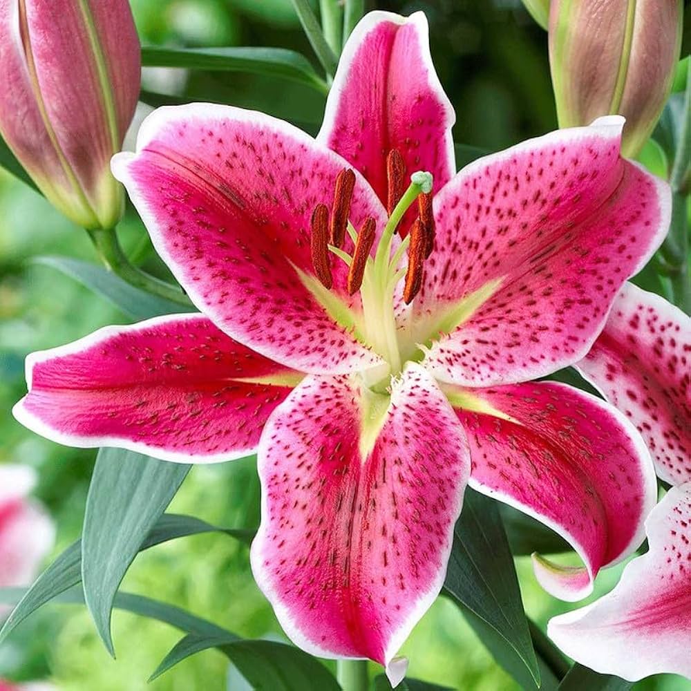 Lilies Mix Color Bulbs