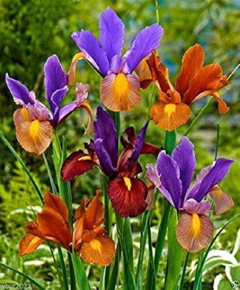 Iris Tigereye Purple Bulb