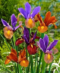 Iris Tigereye Purple Bulb