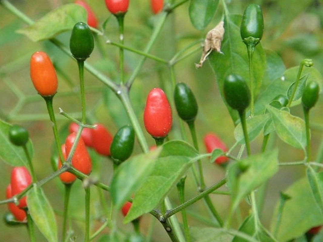 Chilli- Pequin