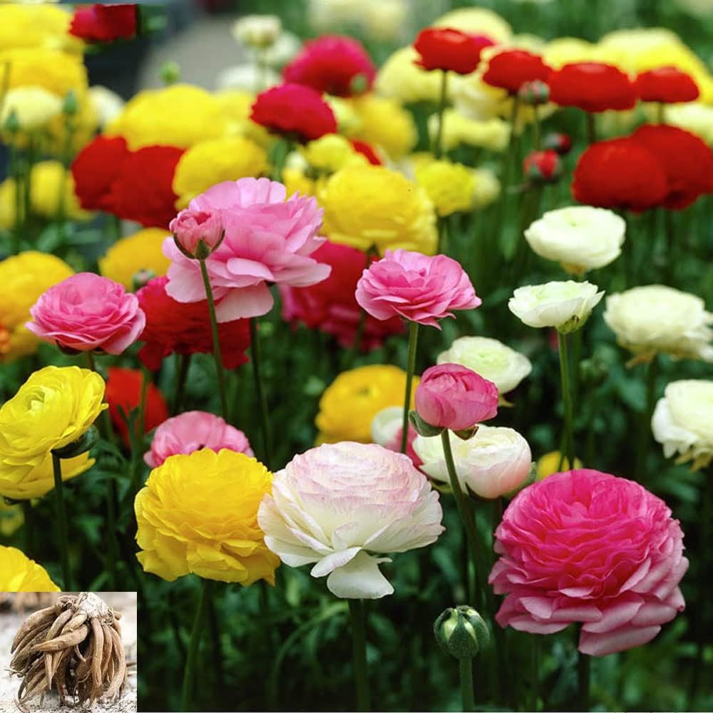 Ranunculus Random Color Bulbs