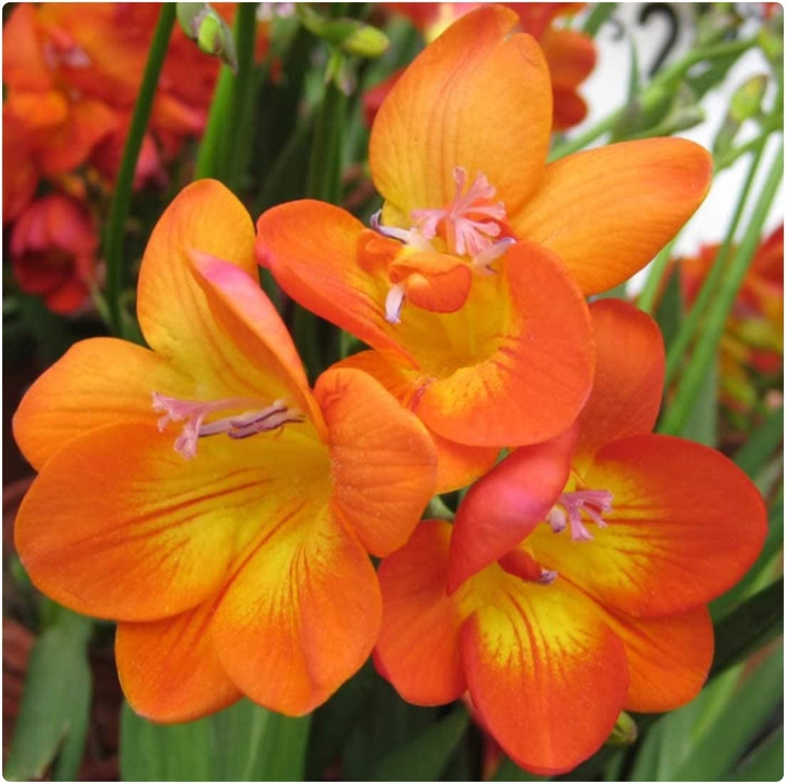 Freesia Orange Bulb