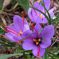 Crocus Sativus Kesar Saffron Bulb