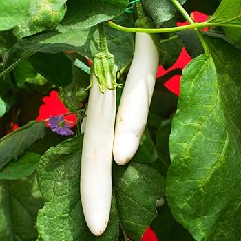 Brinjal White Long Vegetable Seeds