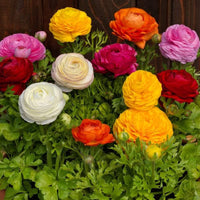 Ranunculus Random Color Bulbs