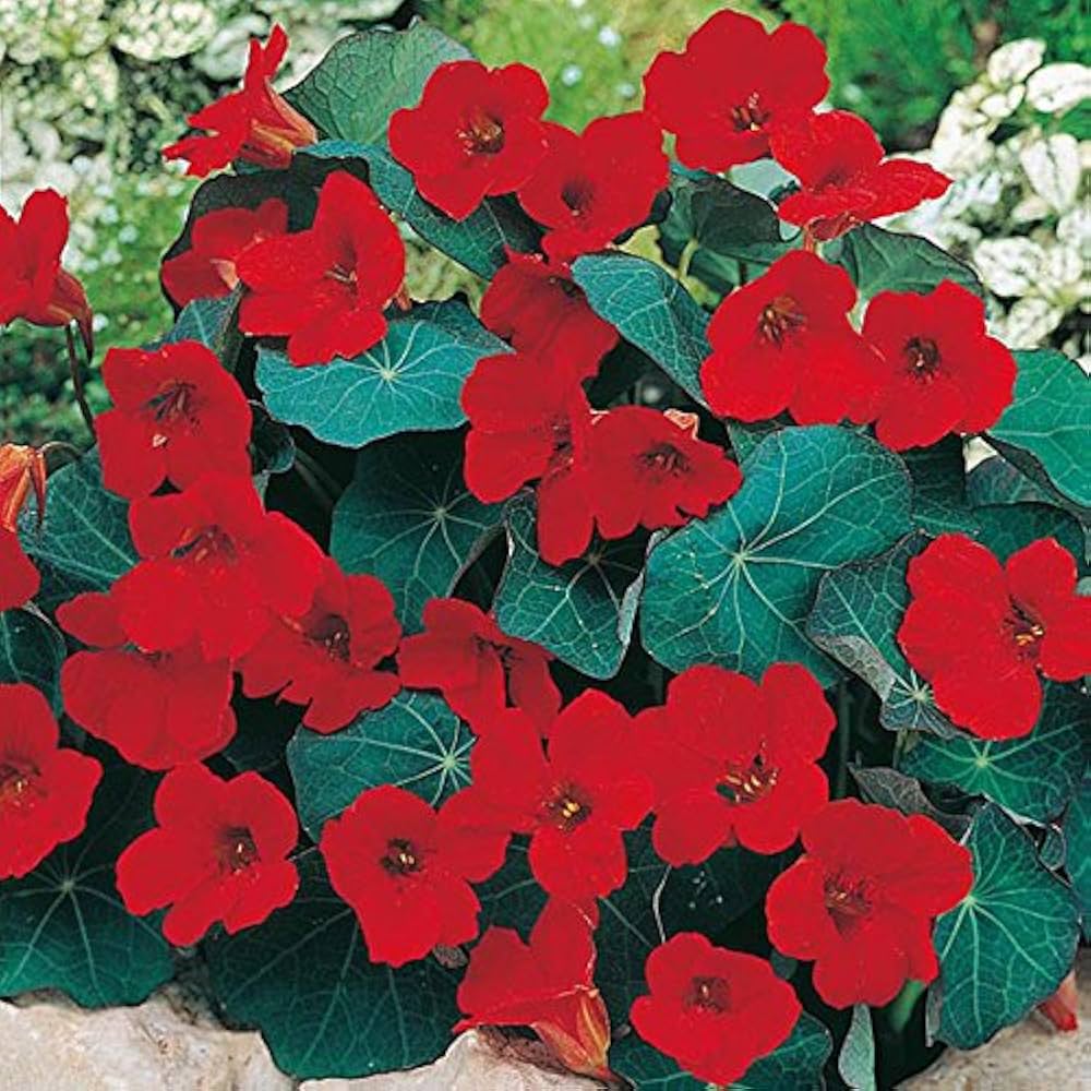 Empress of India – Nasturtium Seed