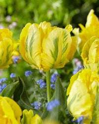 Yellow Madonna Parrot Tulip Seeds