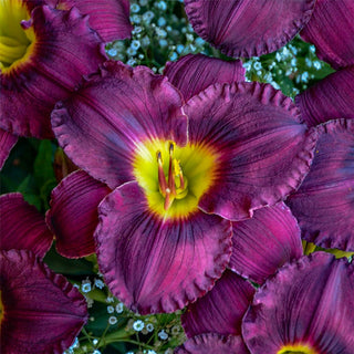 Nosferatu Daylily